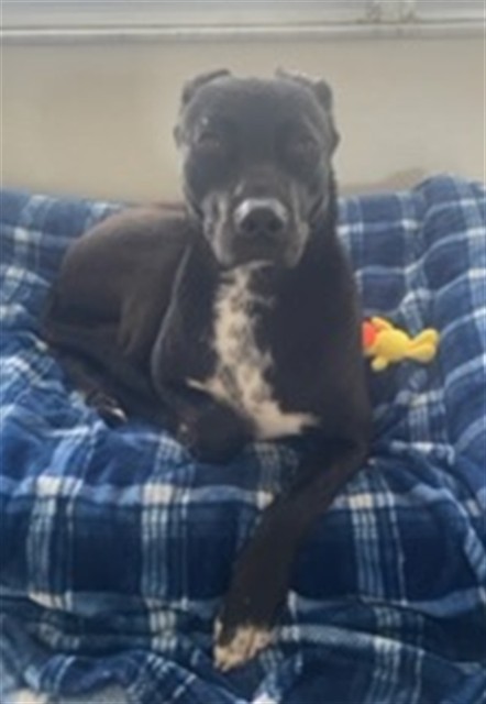 Shelter Stray Unknown Dog last seen CITRUS GROVE RD & SCRUB JAY LN MINNEOLA, Deer Island, FL 32778