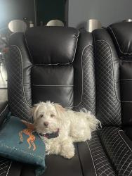 Lost Female Dog last seen West de Indianapolis , Indianapolis, IN 46224
