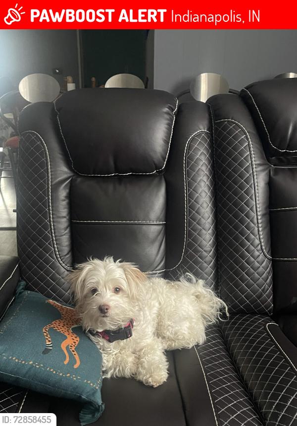 Lost Female Dog last seen West de Indianapolis , Indianapolis, IN 46224
