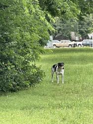 Found/Stray Unknown Dog last seen Quail Ridge Drive, Denton, TX 76209