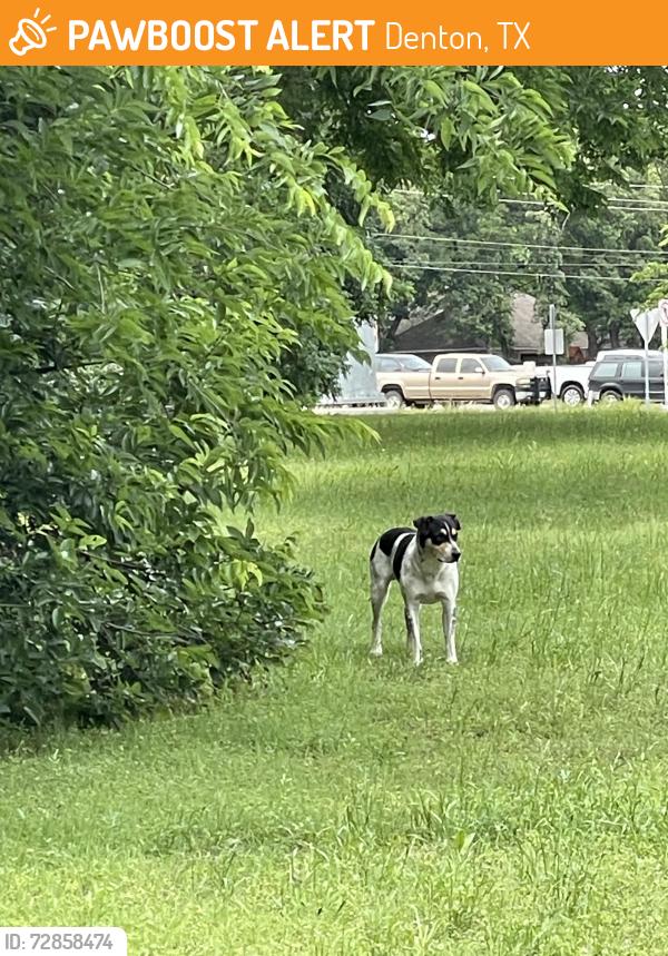 Found/Stray Unknown Dog last seen Quail Ridge Drive, Denton, TX 76209