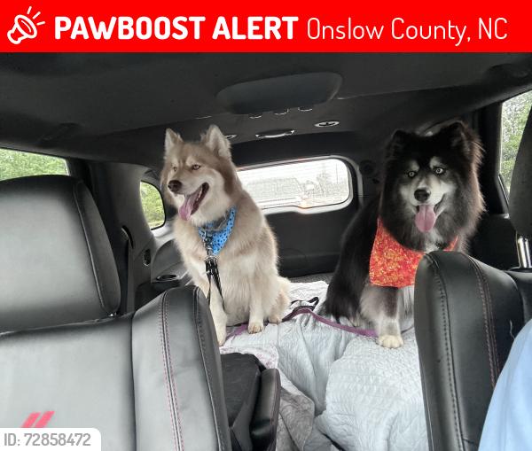 Lost Male Dog last seen Village creek dr, Onslow County, NC 28555