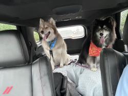 Lost Male Dog last seen Village creek dr, Onslow County, NC 28555