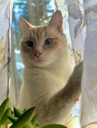 Lost Male Cat last seen Holly Tree Circle, Belmont, NH 03220
