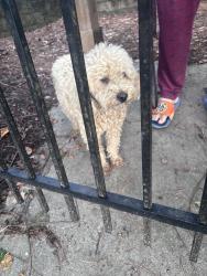 Found/Stray Unknown Dog last seen Retreat at Sweetwater , Lawrenceville, GA 30044