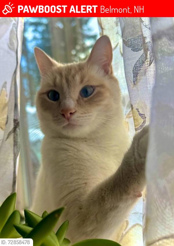 Lost Male Cat last seen Holly Tree Circle, Belmont, NH 03220