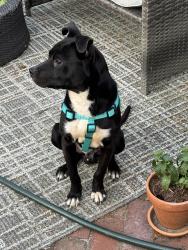 Found/Stray Male Dog last seen Area between Walnut Grove, Mendenhall, and White Station, Memphis, TN 38117