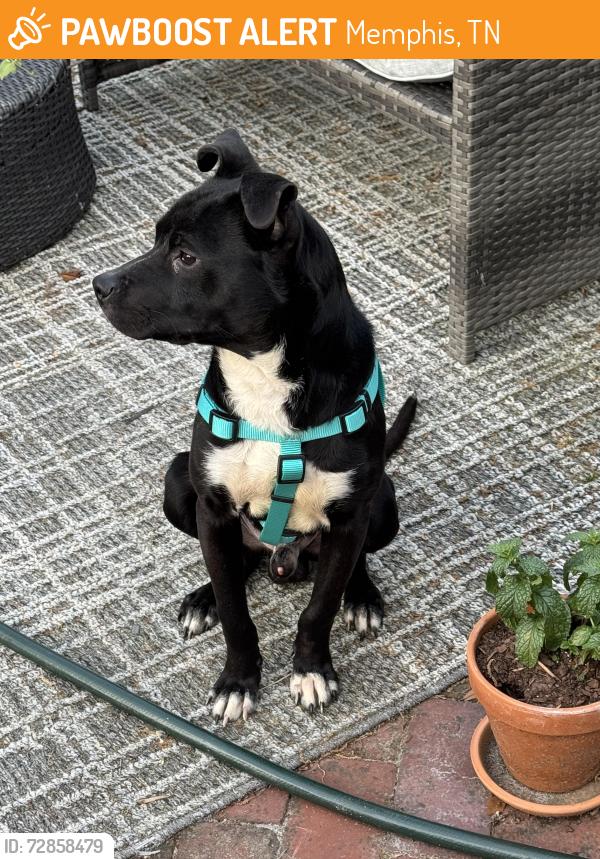Found/Stray Male Dog last seen Area between Walnut Grove, Mendenhall, and White Station, Memphis, TN 38117