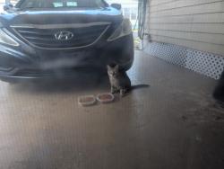 Found/Stray Unknown Cat last seen 113th & Walsingham, Largo, FL 33778
