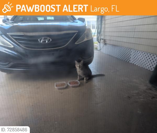 Found/Stray Unknown Cat last seen 113th & Walsingham, Largo, FL 33778