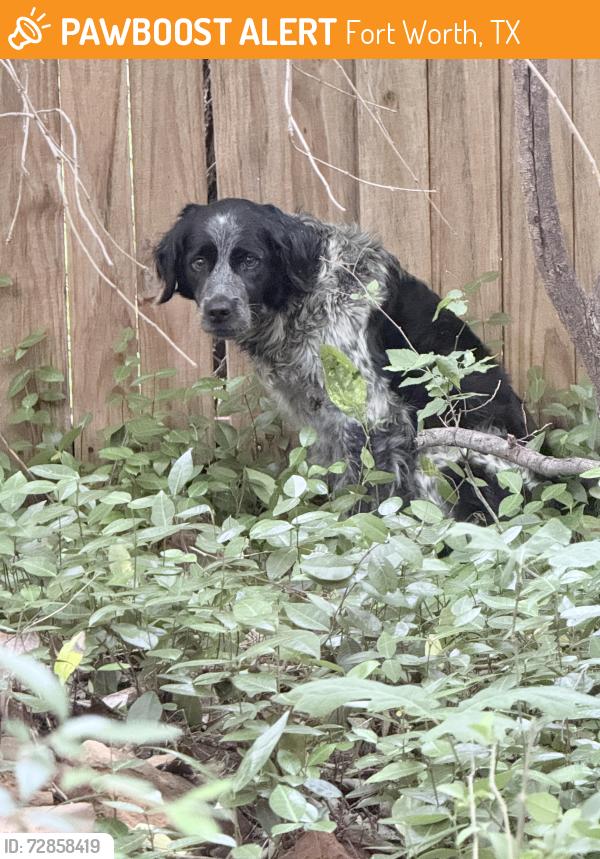 Found/Stray Unknown Dog last seen Near block of Fortune rd in Ridglea Hills , FtW TX 76116, Fort Worth, TX 76116