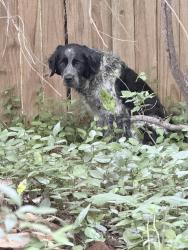 Found/Stray Unknown Dog last seen Near block of Fortune rd in Ridglea Hills , FtW TX 76116, Fort Worth, TX 76116