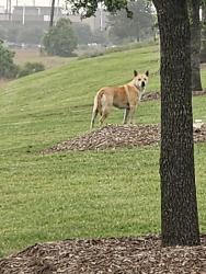 Found/Stray Male Dog last seen Epyson and Prospect Oaks Pkwy, Katy, TX 77449