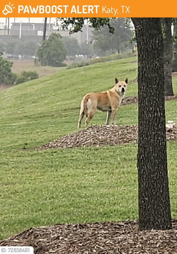 Found/Stray Male Dog last seen Epyson and Prospect Oaks Pkwy, Katy, TX 77449