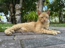 Lost Female Cat last seen independence bay neighborhood, Deerfield Beach, FL 33442