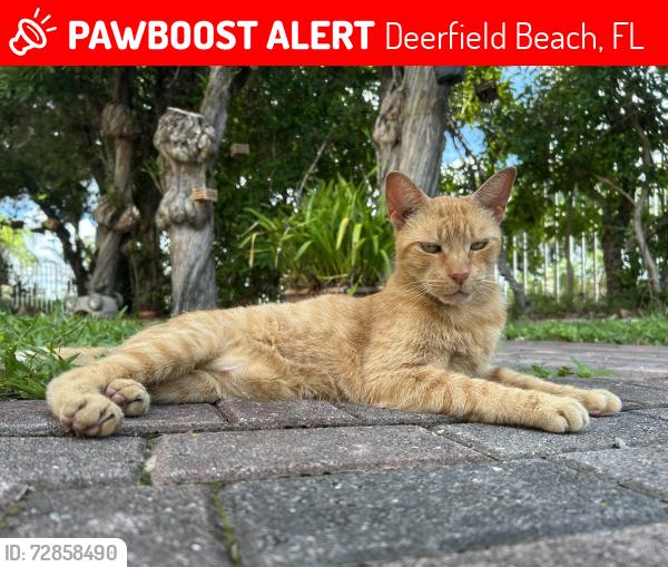 Lost Female Cat last seen independence bay neighborhood, Deerfield Beach, FL 33442