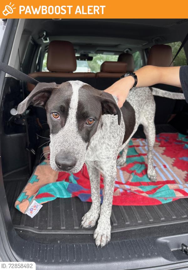 Found/Stray Male Dog last seen Military / Forest Hill , Lake Worth Beach, FL 33460