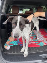 Found/Stray Male Dog last seen Military / Forest Hill , Lake Worth Beach, FL 33460