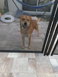 Found/Stray Male Dog last seen Marden and 414 - Emerson Pointe, Apopka, FL 32703