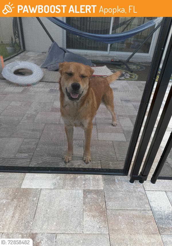 Found/Stray Male Dog last seen Marden and 414 - Emerson Pointe, Apopka, FL 32703