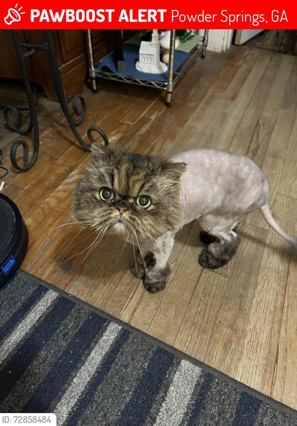 Found/Stray Female Cat last seen Pine Grove Dr and Powder Stprings St, Powder Springs, GA 30127
