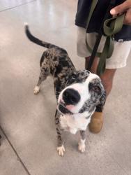Found/Stray Female Dog last seen Cactus and 75th Ave, Peoria, AZ 85345