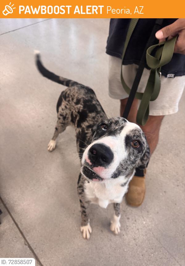 Found/Stray Female Dog last seen Cactus and 75th Ave, Peoria, AZ 85345