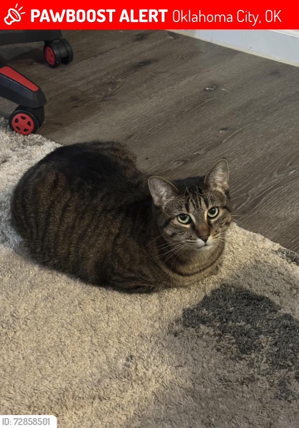 Lost Female Cat last seen 64th st and s byers ave, Oklahoma City, OK 73149
