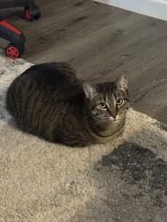 Lost Female Cat last seen 64th st and s byers ave, Oklahoma City, OK 73149