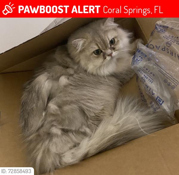 Lost Female Cat last seen Classic Drive & pinehurst way in Eagle Trace community in Coral Springs , Coral Springs, FL 33071