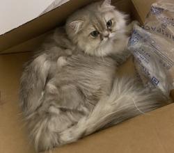 Lost Female Cat last seen Classic Drive & pinehurst way in Eagle Trace community in Coral Springs , Coral Springs, FL 33071