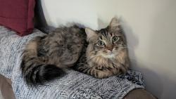 Lost Male Cat last seen Wade and State Street , Cookeville, TN 38501