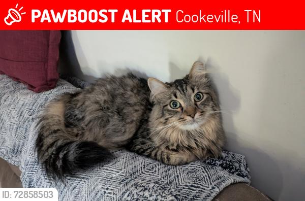 Lost Male Cat last seen Wade and State Street , Cookeville, TN 38501