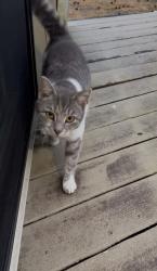 Lost Male Cat last seen Gordon’s corner road , Manalapan Township, NJ 07726