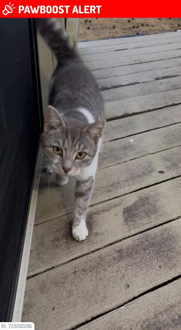 Lost Male Cat last seen Gordon’s corner road , Manalapan Township, NJ 07726