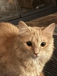 Reunited Female Cat last seen Near deerberry drive Noblesville , Noblesville, IN 46062