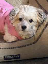 Lost Female Dog last seen Garcia Ln and Dick Price Rd, Fort Worth, TX 76140
