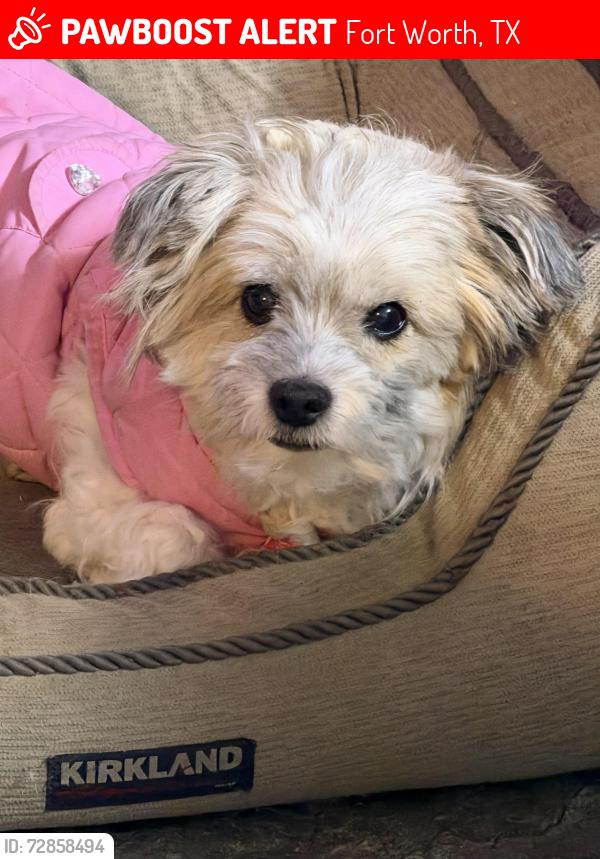Lost Female Dog last seen Garcia Ln and Dick Price Rd, Fort Worth, TX 76140
