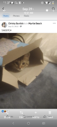 Lost Female Cat last seen Stanley ad surfwind Dr w murrells inlet , Murrells Inlet, SC 29576
