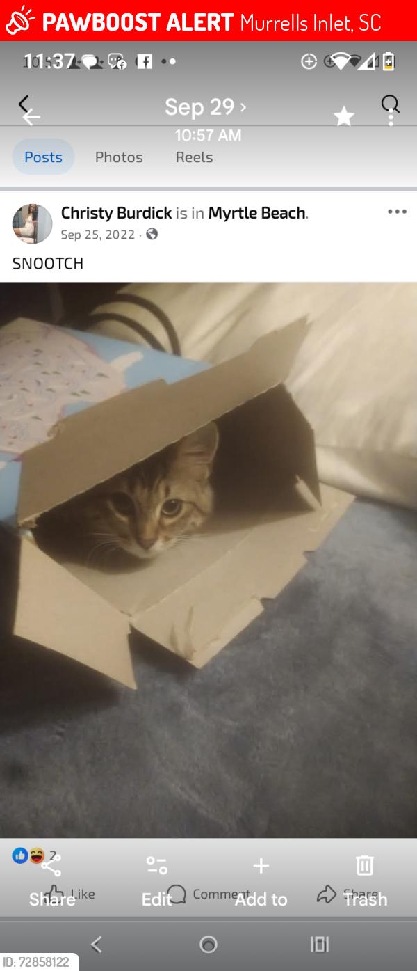 Lost Female Cat last seen Stanley ad surfwind Dr w murrells inlet , Murrells Inlet, SC 29576