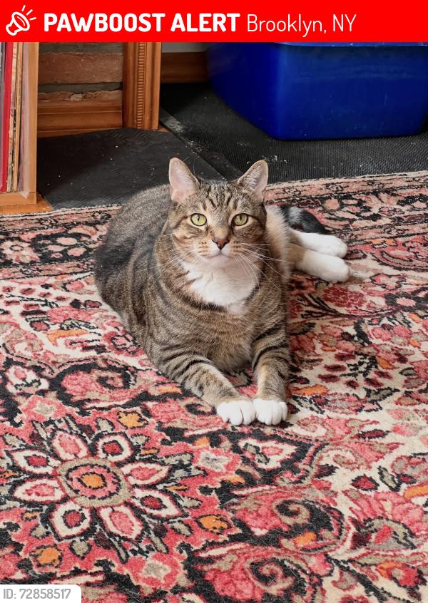 Lost Female Cat last seen Grand and Catherine St where the fire was, Brooklyn, NY 11211