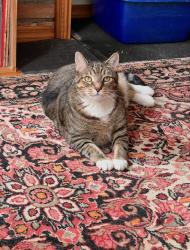 Lost Female Cat last seen Grand and Catherine St where the fire was, Brooklyn, NY 11211