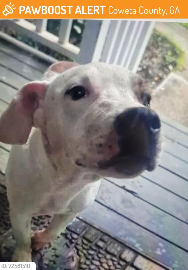 Found/Stray Male Dog last seen Springfield drive, Newnan, Coweta County, GA 30263