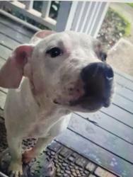 Found/Stray Male Dog last seen Springfield drive, Newnan, Coweta County, GA 30263