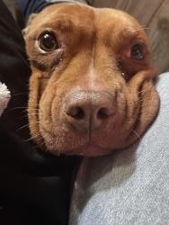 Lost Female Dog last seen Belair rd , Baltimore, MD 21213