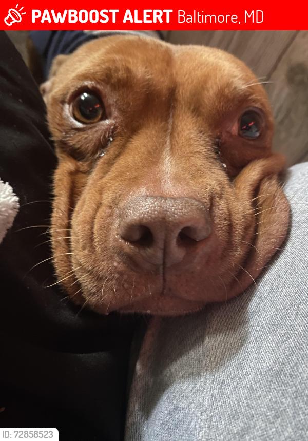 Lost Female Dog last seen Belair rd , Baltimore, MD 21213