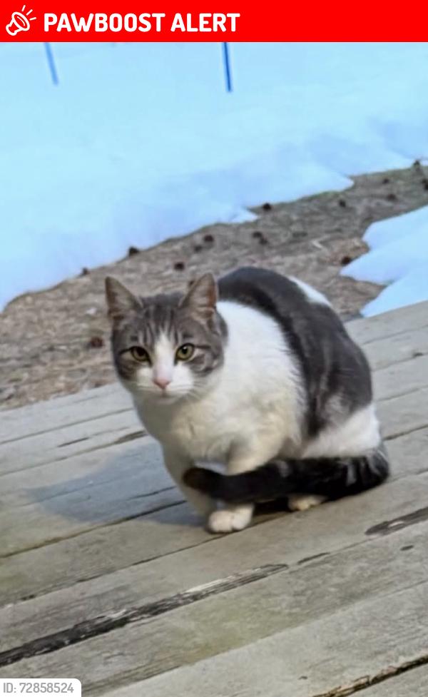 Lost Female Cat last seen Gordon’s corner road , Manalapan Township, NJ 07726