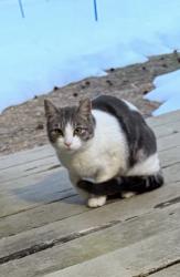 Lost Female Cat last seen Gordon’s corner road , Manalapan Township, NJ 07726