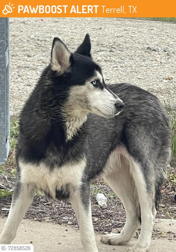 Found/Stray Female Dog last seen Near close to 80 , Terrell, TX 75161