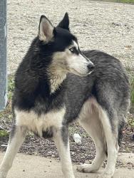 Found/Stray Female Dog last seen Near close to 80 , Terrell, TX 75161